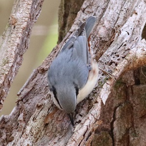 ゴジュウカラという野鳥